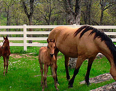 vinyl horse fencing