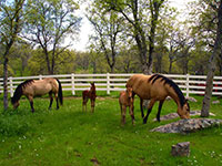 white horse fence