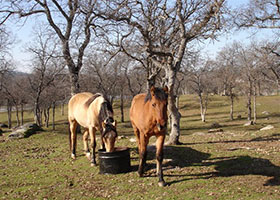 white PVC horse fence