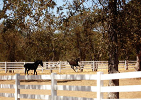 white PVC horse fence