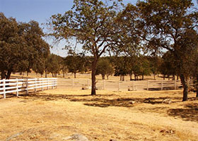 vinyl horse fencing