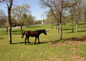 vinyl horse fencing