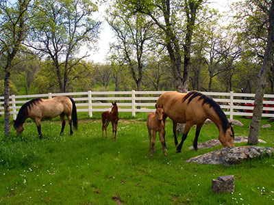 vinyl horse fence