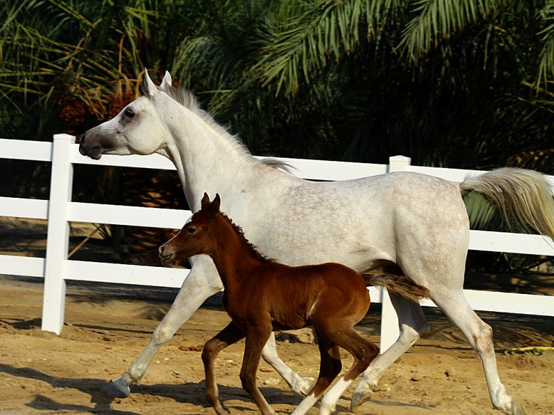 A white and brown horse run side by side in a horse pasture