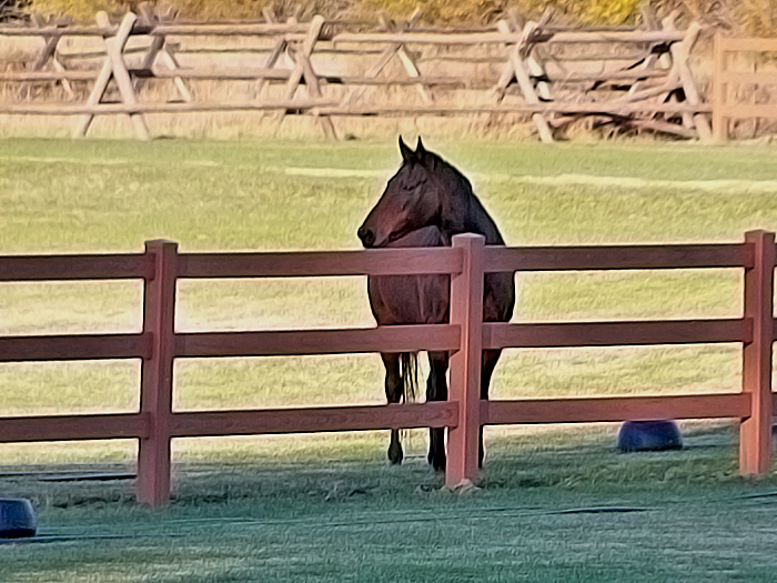 Horse looks over a mocha dark brown horse fence