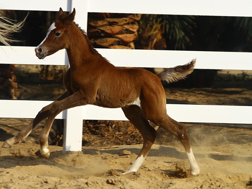 A young horse runs next to a virgin vinyl fence