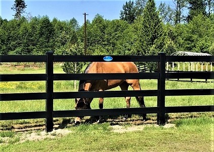 black vinyl horse fence