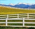 White Horse Fence