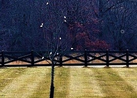 black horse fence