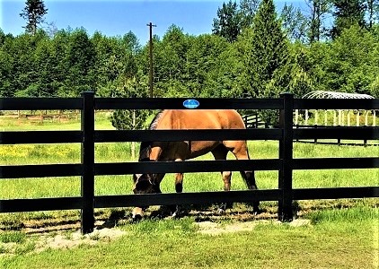 black vinyl horse fence