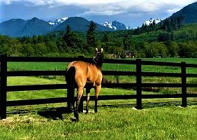 black Split Rail fence